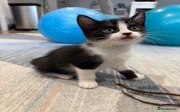 Mixed Breed cats for sale: 3 adorable female kittens  - Image 3