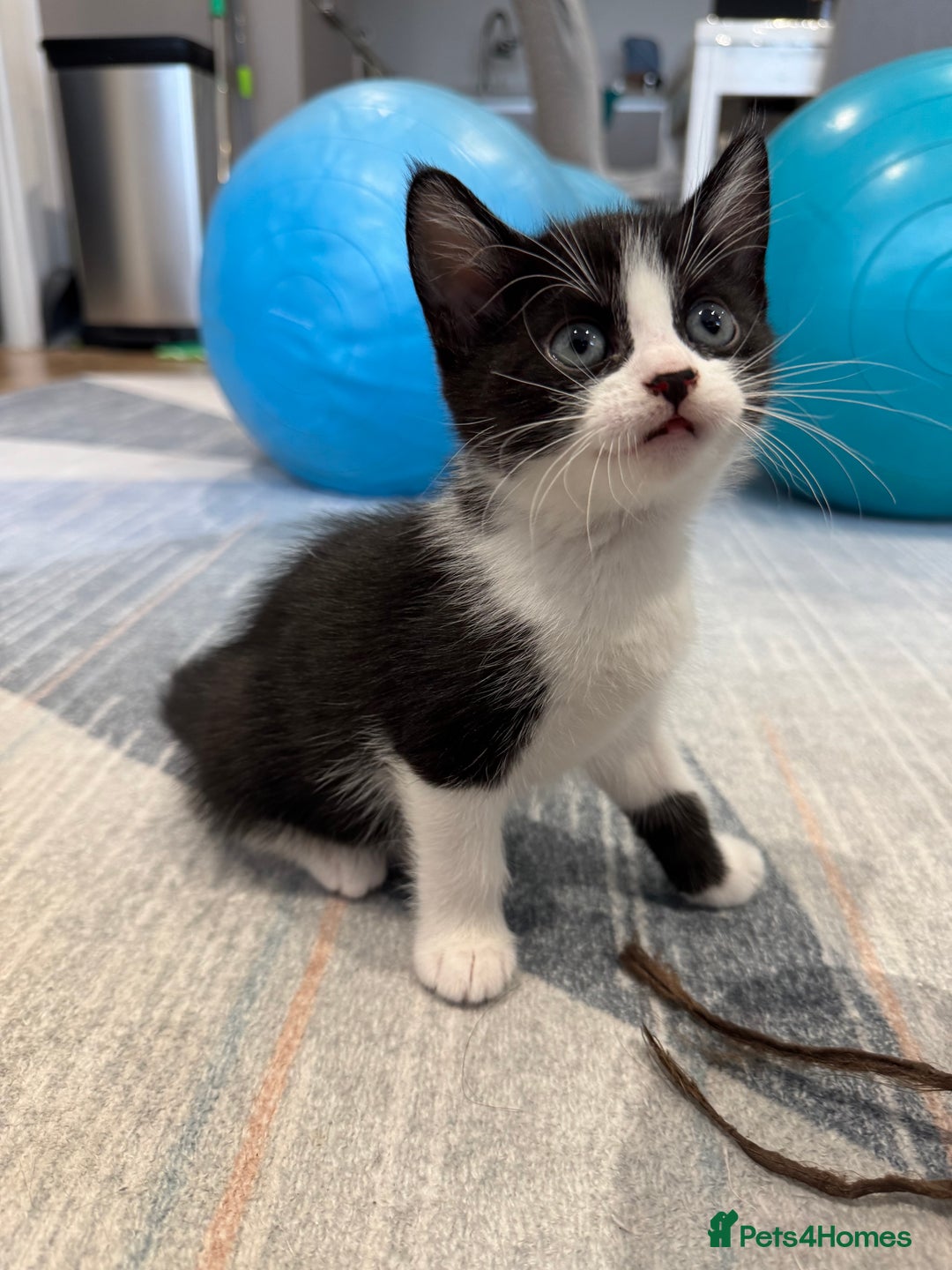 Mixed Breed cats for sale: 3 adorable female kittens  - Image 3