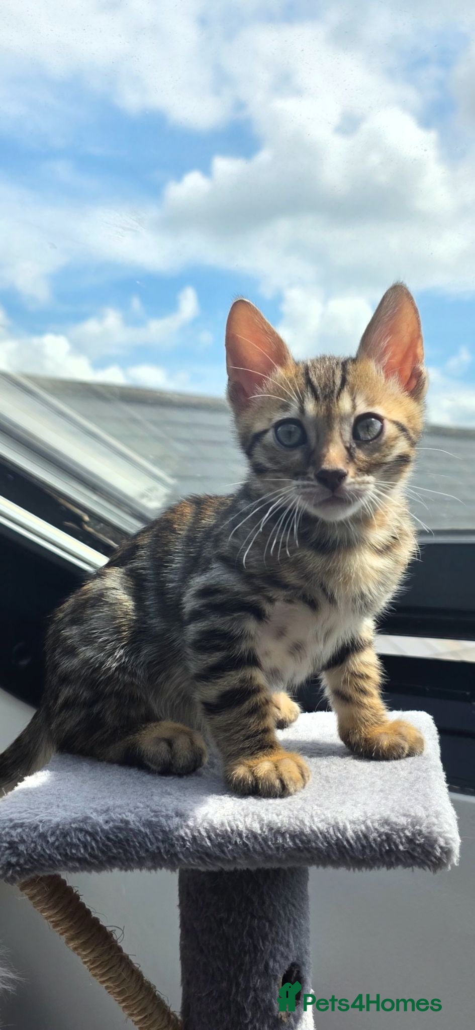 Bengal cats Female kitten - Advert 1
