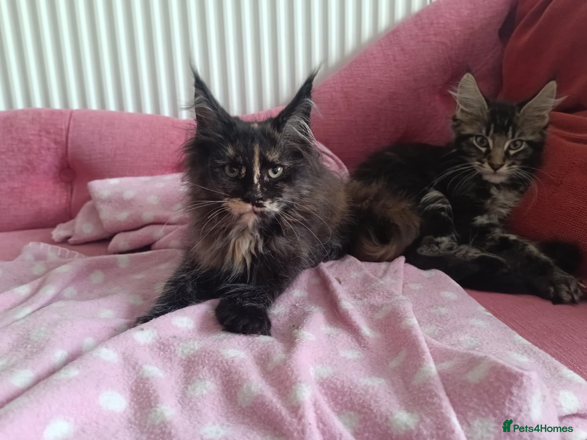 Maine Coon cats Health tested Black tabby Boy and Tortie girl - Advert 1