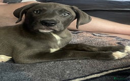 Mixed Breed dogs for sale: English mastiff x Belgian malinois - Image 4