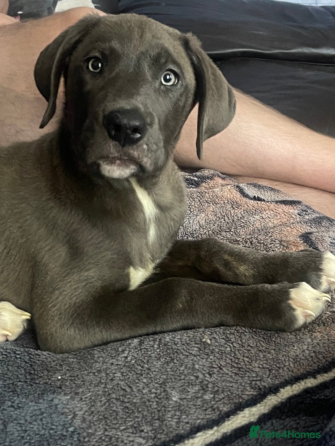 Mixed Breed dogs for sale: English mastiff x Belgian malinois - Image 4