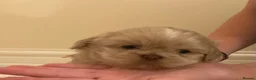 Shih Tzu dogs for sale: 5 beautiful Shih Tzu puppies in Sheffield - Advert 21