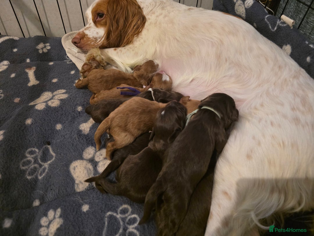 Cocker Spaniel dogs for sale: Beautiful Spaniel pups! - Advert 9