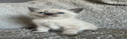 British Shorthair cats for sale: NORWEGIAN FOREST CAT X BRITISH SHORTHAIR KITTENS  - Advert 4