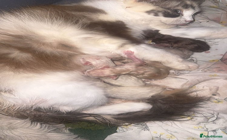 Ragdoll cats - Advert 1
