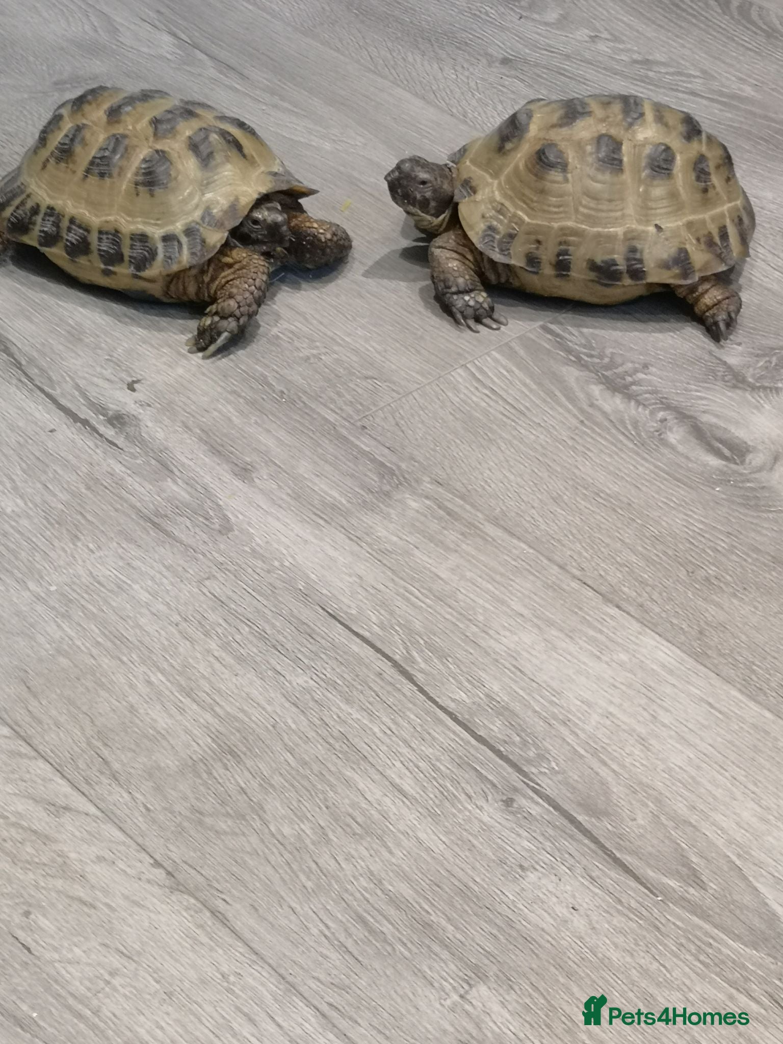 Tortoise reptiles Horse tortoises - Advert 1