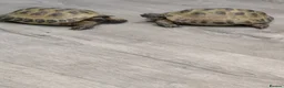 Tortoise reptiles for sale: Horse tortoises in Harrogate - Advert 1