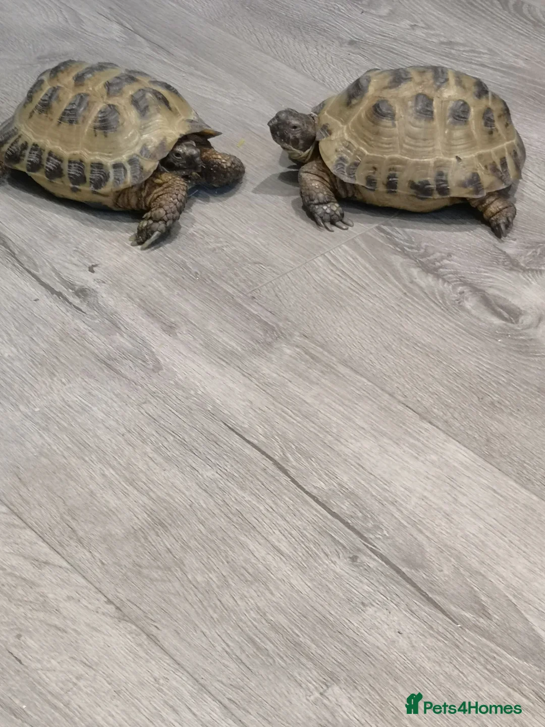 Tortoise reptiles for sale: Horse tortoises in Harrogate - Advert 1