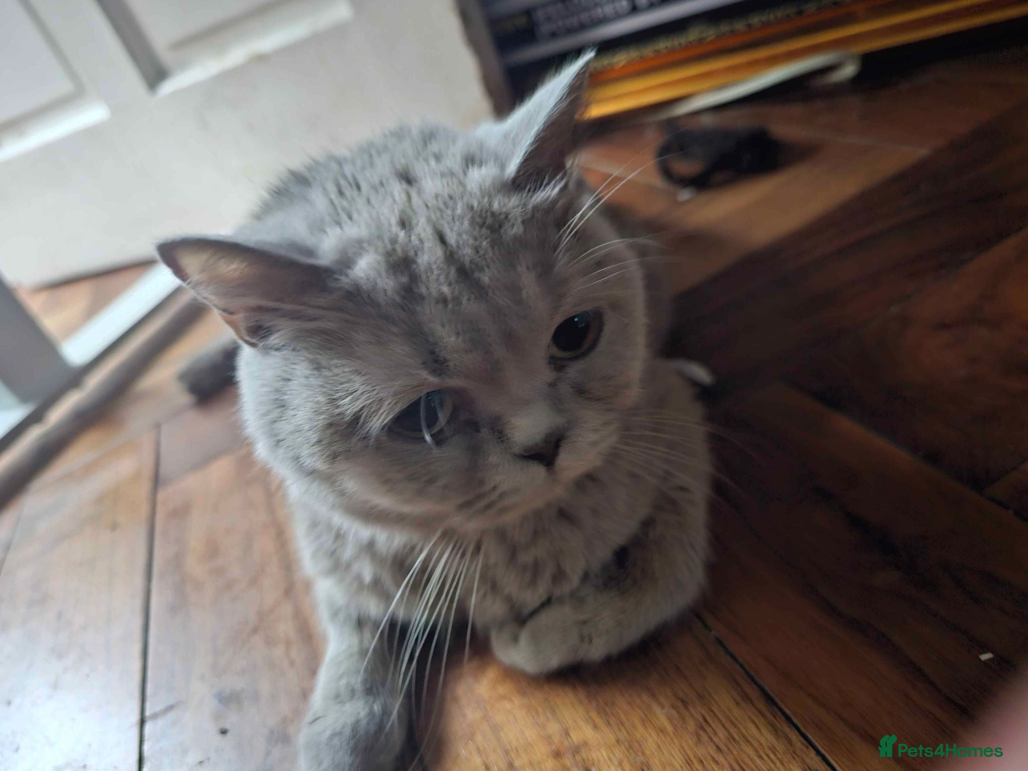 Mixed Breed cats Gorgeous Grey British Shorthair Mix Cats  - Advert 2