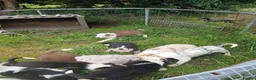Border Collie dogs for sale: Border collie pups for sale in Bishop Auckland - Advert 37
