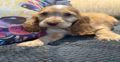 Cocker Spaniel dogs - Advert 9
