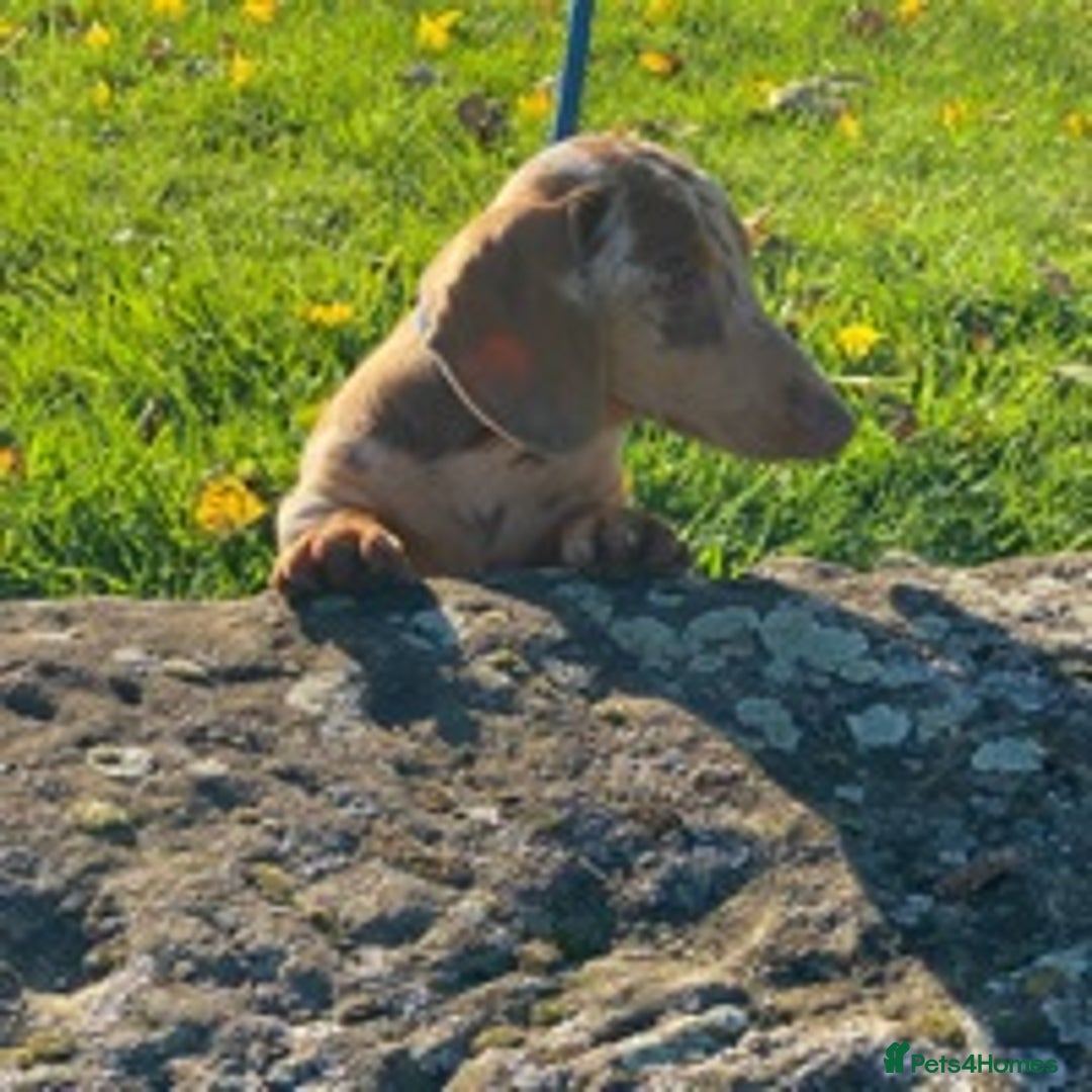Dachshund dogs for stud: Minature Choc Cream & Tan Dapple (Blue & Pied) in Doncaster - Image 6