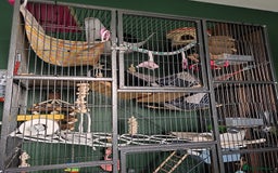 Rat rodents for sale: 4 gorgeous rats for adoption  - Advert 15