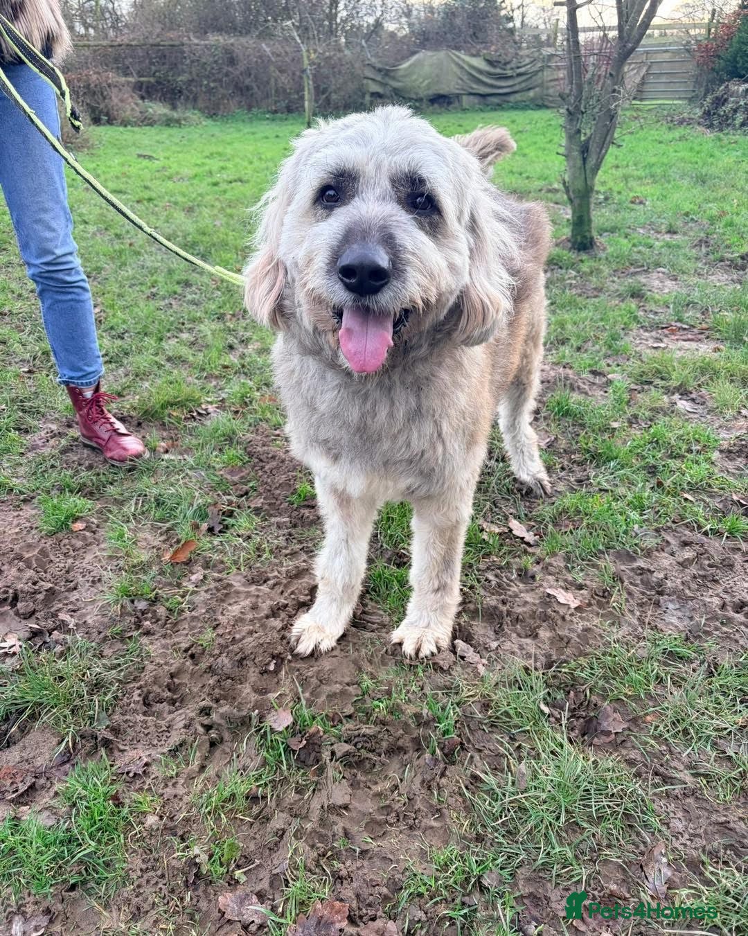 Mixed Breed dogs for adoption: 💚 Oscar - our bear boy💚 - Advert 6