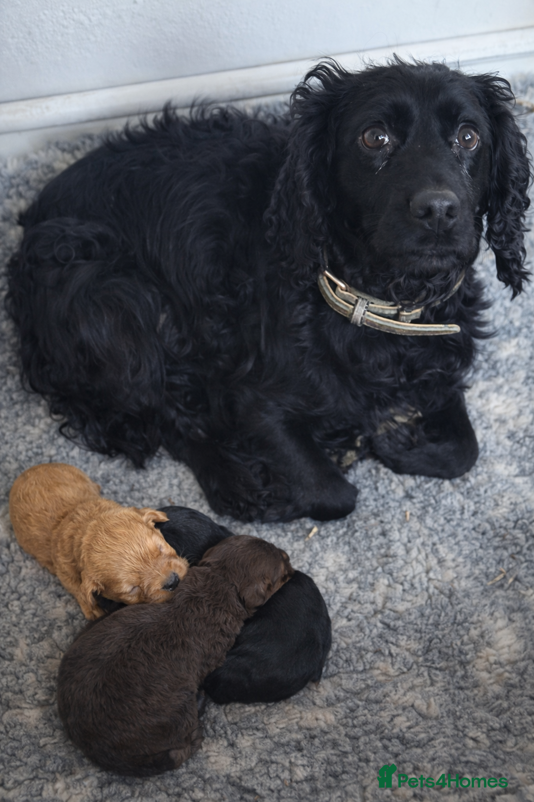 Cockapoo dogs for sale: Stunning Toy Cockapoo pups- health tested - Advert 6