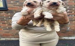 Toy Poodle dogs for sale: Toy Poodle Pups with Lovely Temperaments - Image 8