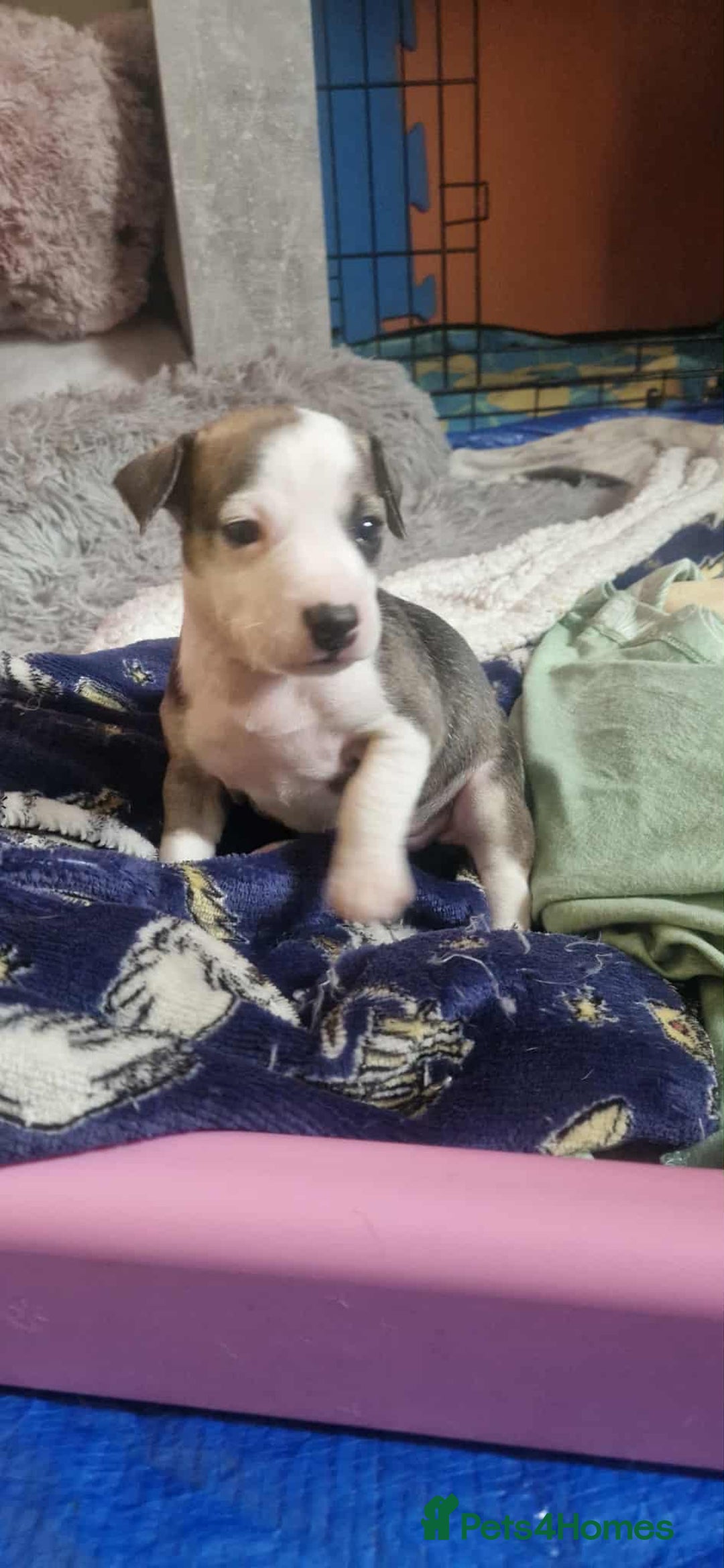 Mixed Breed dogs for sale: Stunning litter of 8 - Image 21