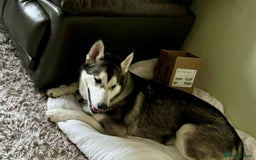 Utonagan dogs for sale: Huskamute - Advert 1