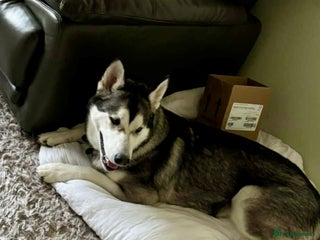 Utonagan dogs Huskamute - Advert 1