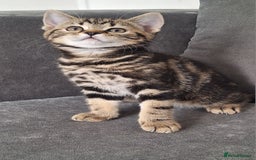 British Shorthair cats for sale: British Shorthair kitten  - Image 2