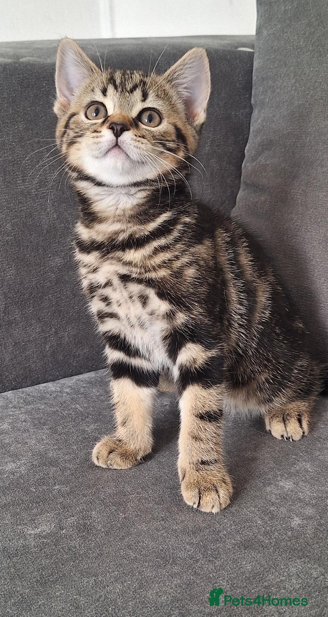 British Shorthair cats for sale: British Shorthair kitten  - Image 2