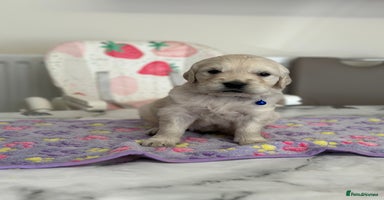 Golden Retriever dogs - Advert 4