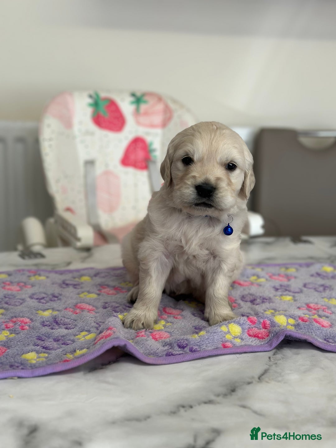 Golden Retriever dogs for sale: Fully health tested clear golden retriever puppies - Image 15