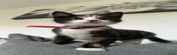 Mixed Breed cats for sale: Cat for sale - Advert 4