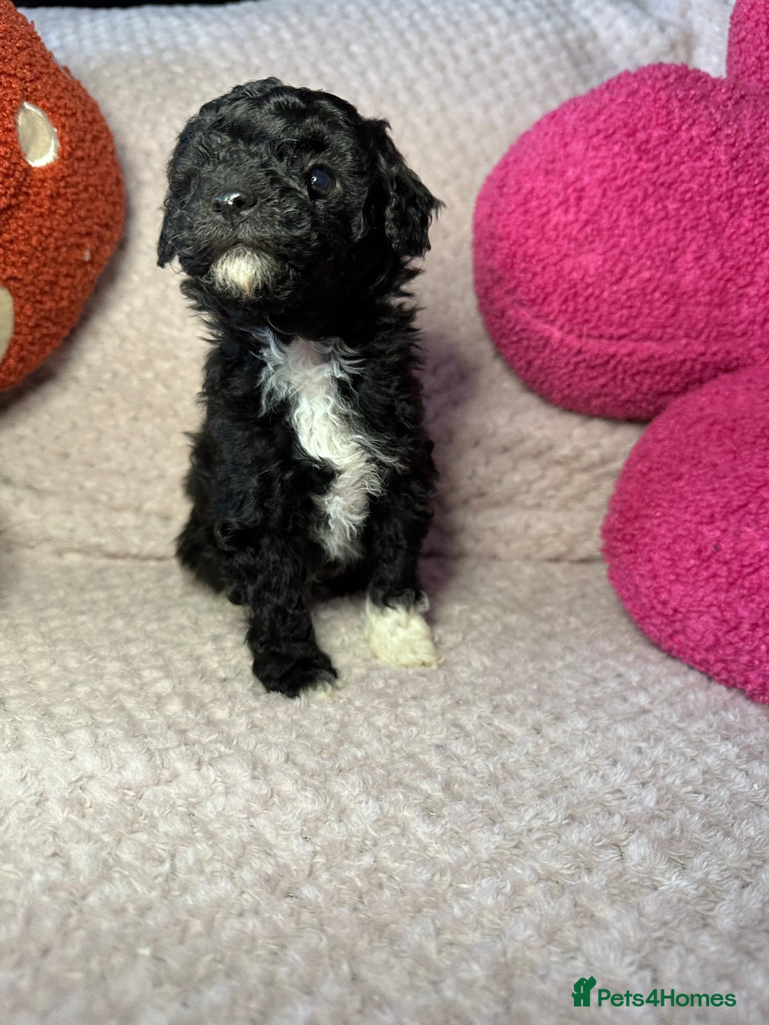 Toy Poodle dogs for sale: Tiny toy poodle puppies  - Image 8