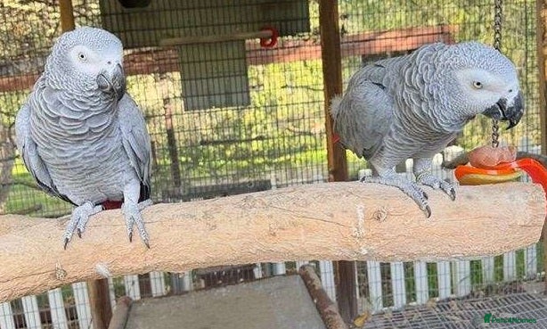 Parrots birds Premium African Grey Parrots–Family Pets - Advert 12