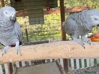 Parrots birds Premium African Grey Parrots–Family Pets - Advert 12