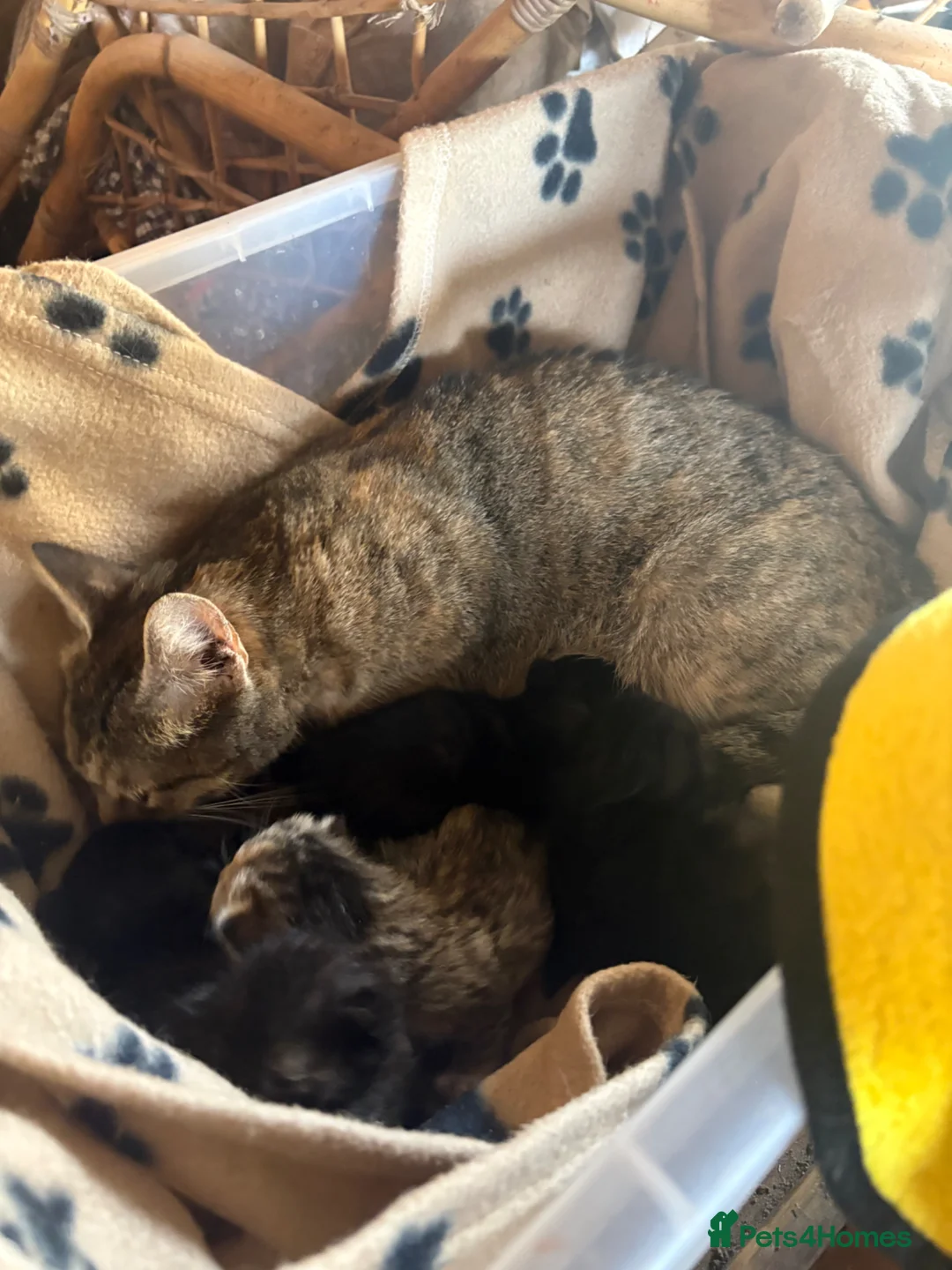 Mixed Breed cats for sale: Kittens looking for new homes  - Advert 1