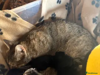 Mixed Breed cats Kittens looking for new homes - Advert 2