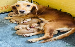 Cocker Spaniel dogs for sale: Ginger/Lemon Cocker Spaniel Puppies - Image 1