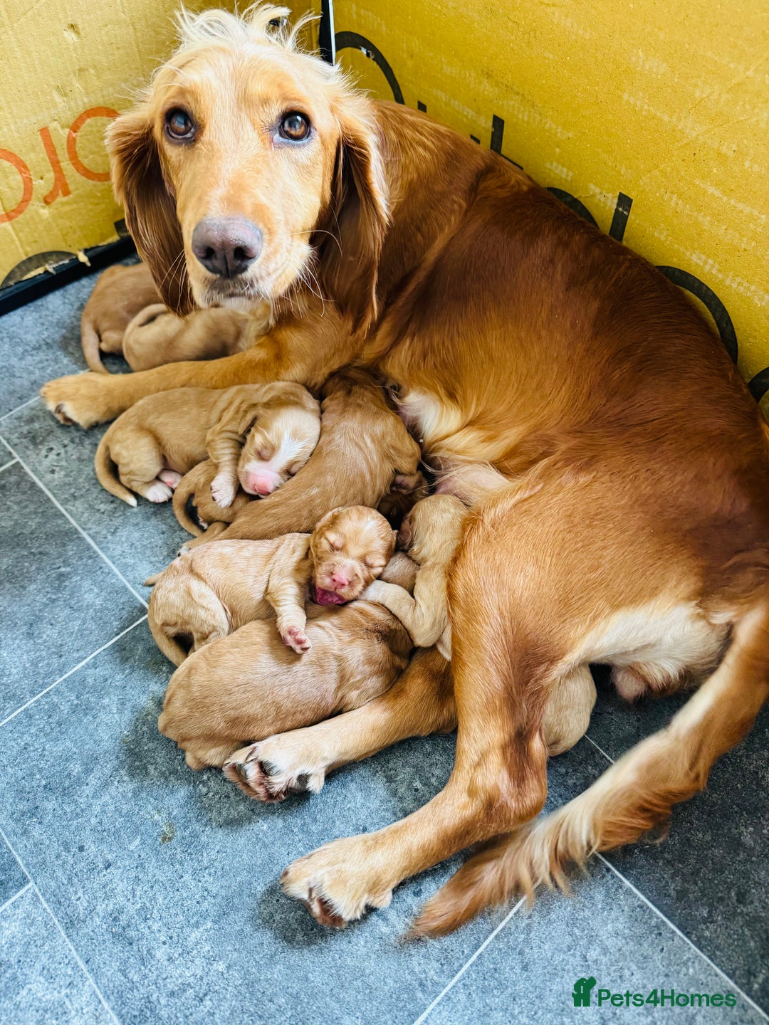Cocker Spaniel dogs for sale: Ginger/Lemon Cocker Spaniel Puppies - Image 1