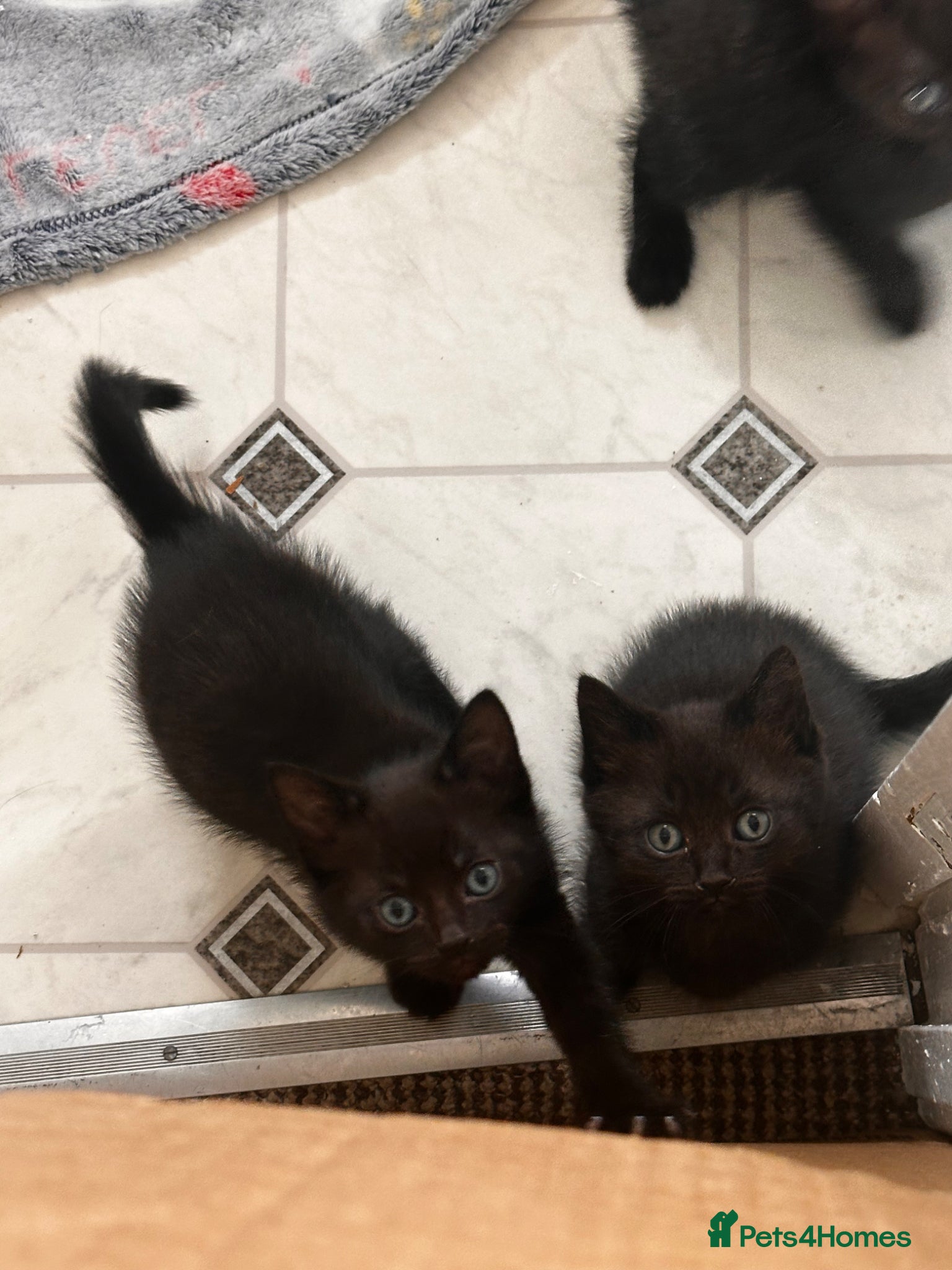British Shorthair cats for sale: 4 beautiful kittens in Lincoln - Advert 4