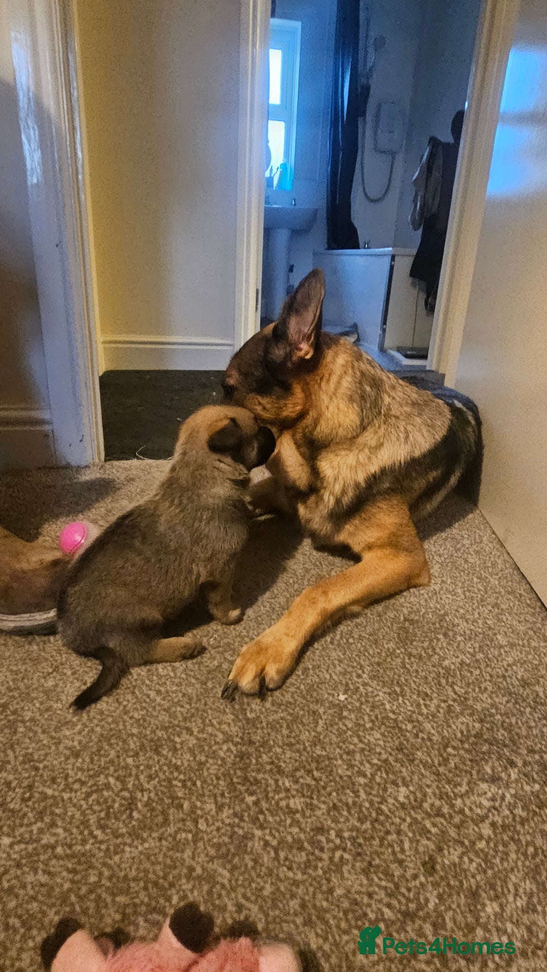 Mixed Breed dogs for sale: German shepard×Belgian malinois puppies  - Advert 8
