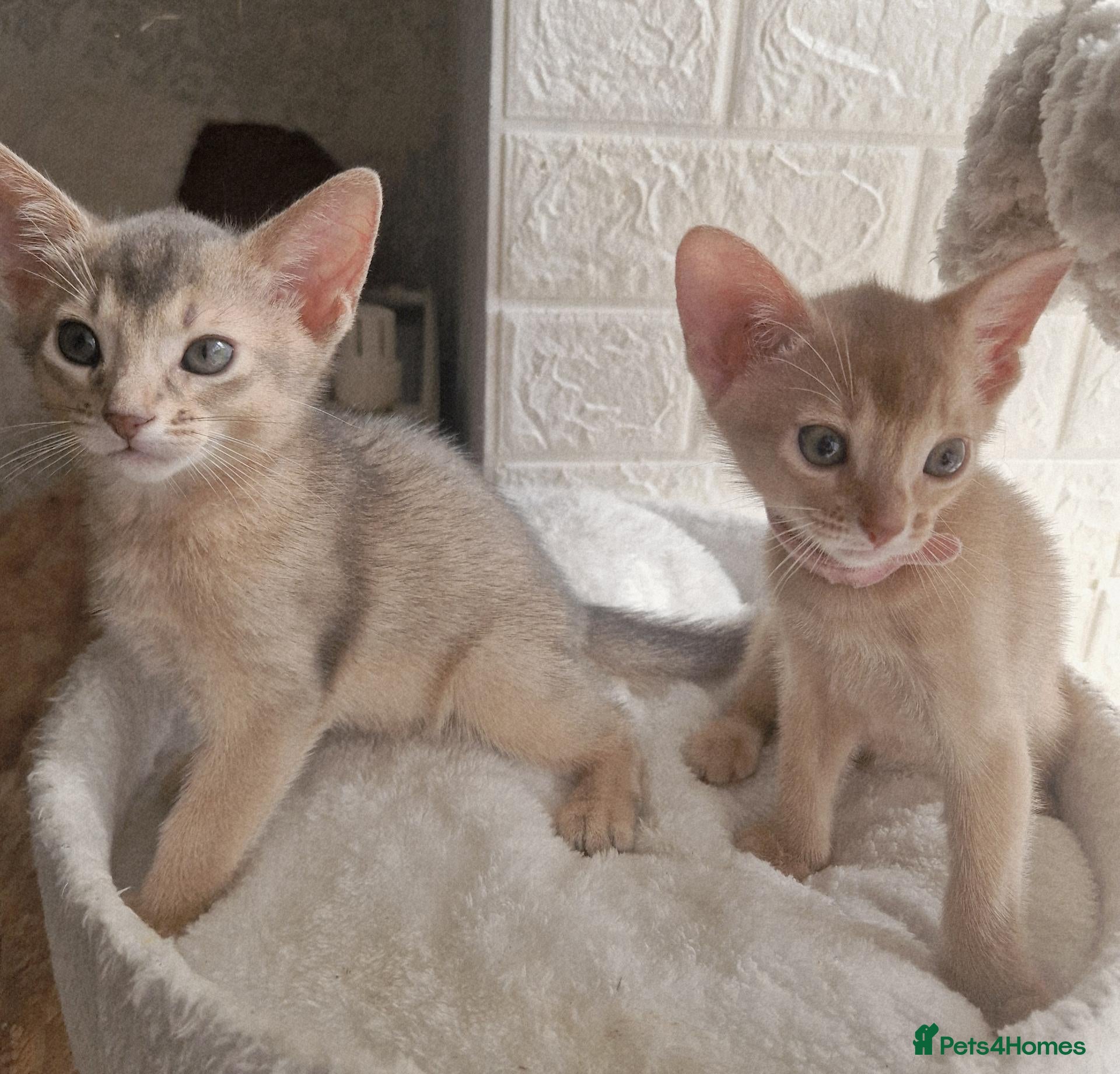 Abyssinian cats Beautiful Abyssinian Kittens  - Advert 4