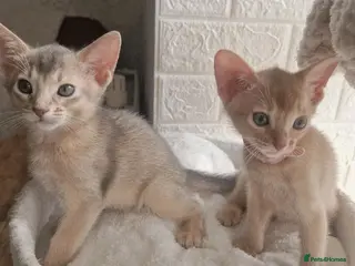 Abyssinian cats Beautiful Abyssinian Kittens - Advert 4