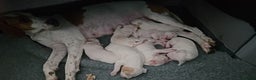 Pointer dogs for sale: Quality Pointer Puppies - Advert 11