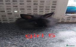 Lionhead rabbits for sale: 5 beautiful lionhead female babies - Image 22