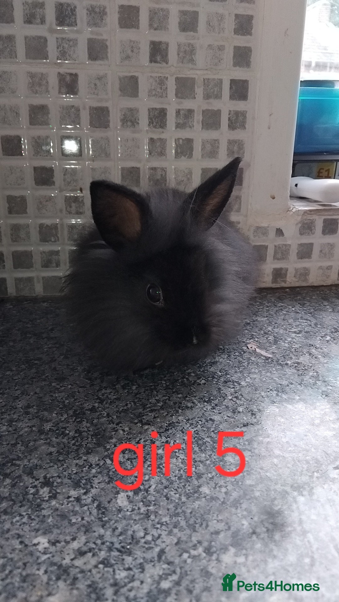 Lionhead rabbits for sale: 5 beautiful lionhead female babies - Image 22