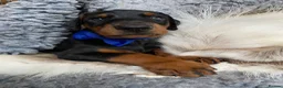 Dobermann dogs for sale: *KC REGISTERED* HEALTH TESTED DOBERMAN PUPPIES - Advert 29