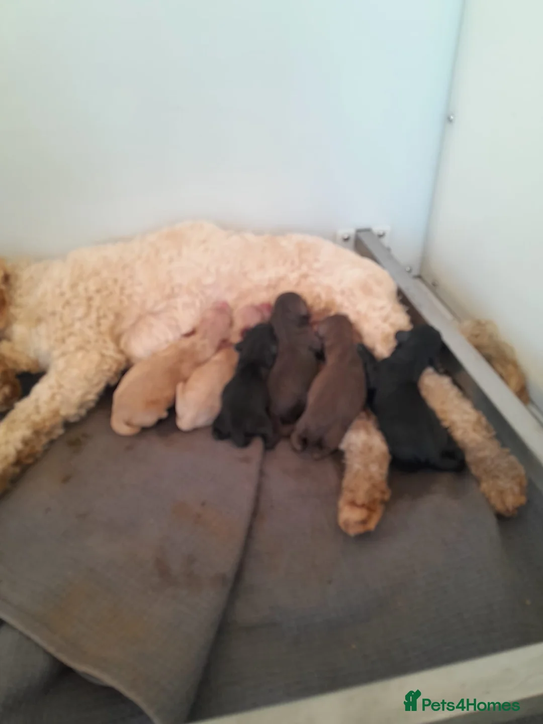 Mixed Breed dogs for sale: Sproodle x cockapoo puppies  in Liskeard - Advert 3