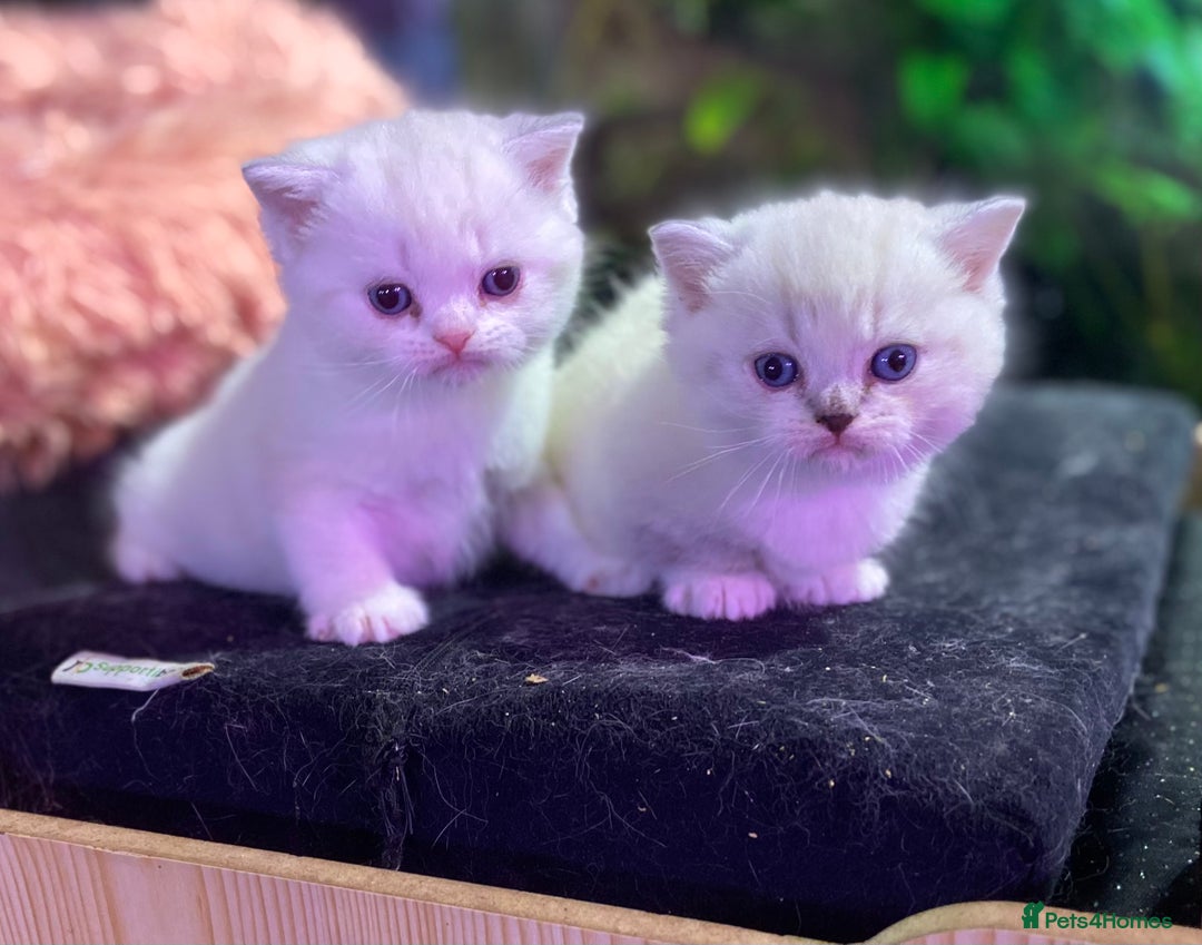 Munchkin cats for sale: Full Pedigree Munchkin kittens - Image 6