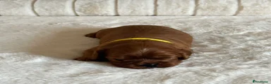 Cavalier King Charles Spaniel 2
