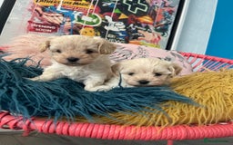 Maltipoo dogs for sale: ❤️XS TOY MALTIPOOS❤️ - Image 28