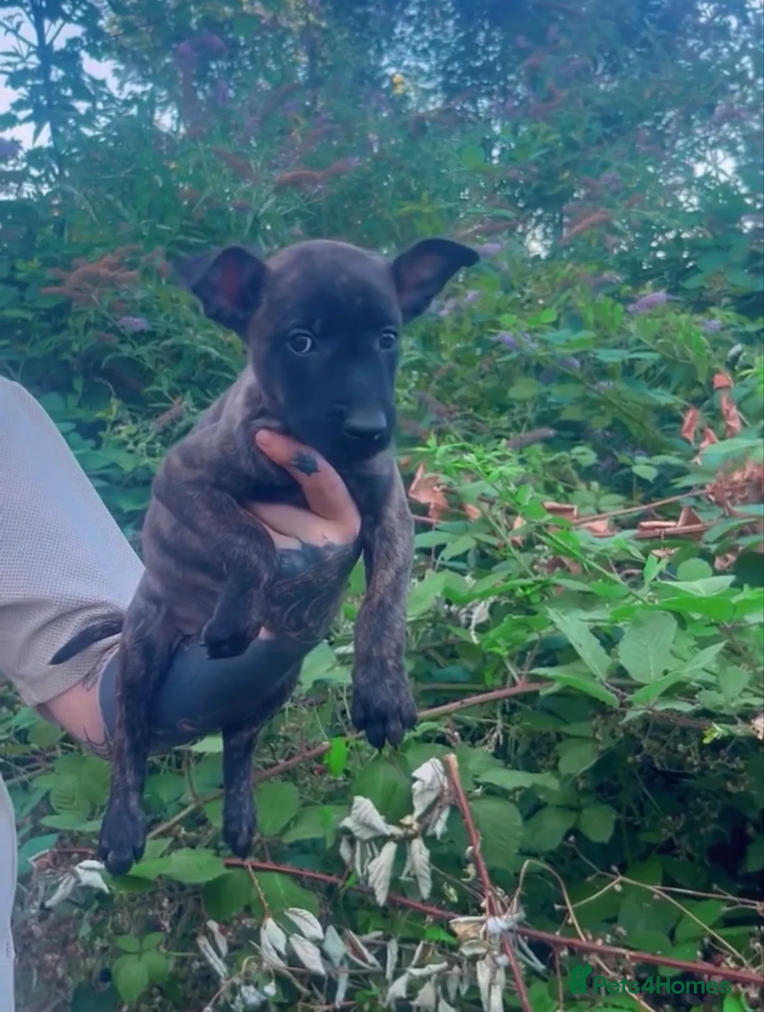 Belgian Shepherd Dog dogs for sale: Bull Herder puppies (working lines) - Advert 8