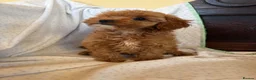 Cavapoo dogs for sale: FULLY HEALTH TESTED RED AND GOLD F1B TOY CAVAPOOS - Advert 4